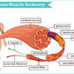 Human Muscle Anatomy Vector Design Print 100% Australian Made Stretched Canvas Ready to Hang - 2434