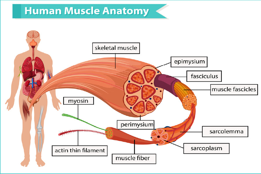 Human Muscle Anatomy Vector Design Print 100% Australian Made Stretched Canvas Ready to Hang - 2434