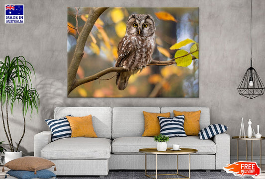 Owl on Branch View Photograph Print 100% Australian Made Stretched Canvas Ready to Hang - 1206