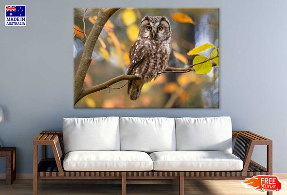 Owl on Branch View Photograph Print 100% Australian Made Stretched Canvas Ready to Hang - 1206