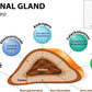Adrenal Gland Vector Illustration Print 100% Australian Made Stretched Canvas Ready to Hang - 2389
