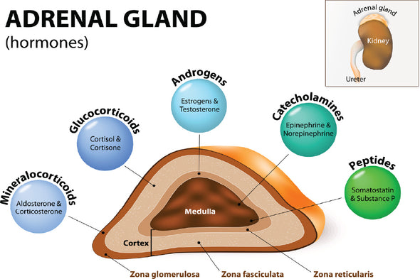 Adrenal Gland Vector Illustration Print 100% Australian Made Stretched Canvas Ready to Hang - 2389