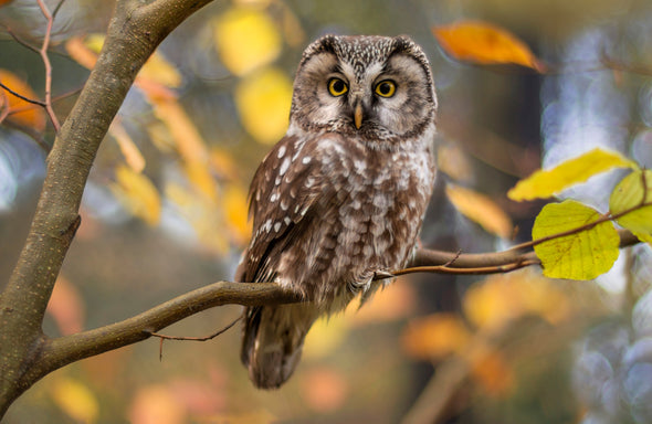 Owl on Branch View Photograph Print 100% Australian Made Stretched Canvas Ready to Hang - 1206