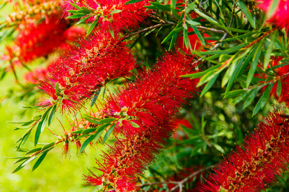 Bottlebrushes Plant Flowers View Print 100% Australian Made Stretched Canvas Ready to Hang - 1555