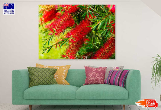 Bottlebrushes Plant Flowers View Print 100% Australian Made Stretched Canvas Ready to Hang - 1555