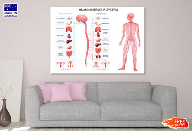 Human Body Nervous System Vector Print 100% Australian Made Stretched Canvas Ready to Hang - 1663