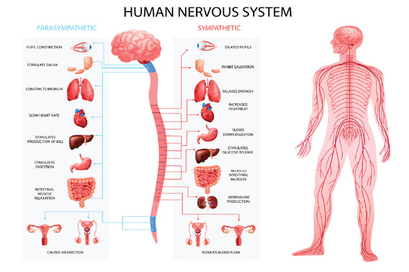 Human Body Nervous System Vector Print 100% Australian Made Stretched Canvas Ready to Hang - 1663