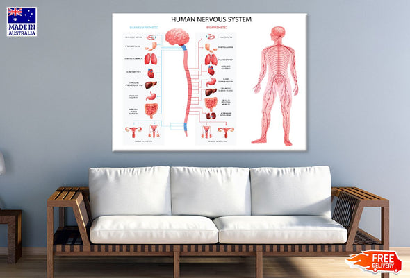 Human Body Nervous System Vector Print 100% Australian Made Stretched Canvas Ready to Hang - 1663