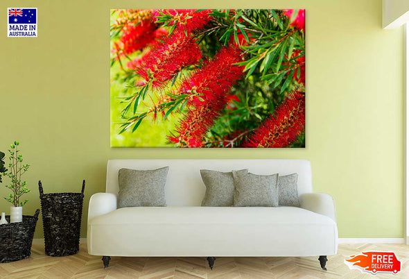 Bottlebrushes Plant Flowers View Print 100% Australian Made Stretched Canvas Ready to Hang - 1555