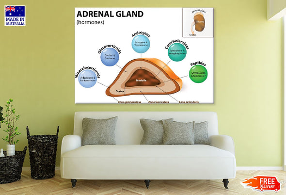 Adrenal Gland Vector Illustration Print 100% Australian Made Stretched Canvas Ready to Hang - 2389