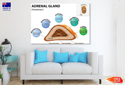 Adrenal Gland Vector Illustration Print 100% Australian Made Stretched Canvas Ready to Hang - 2389