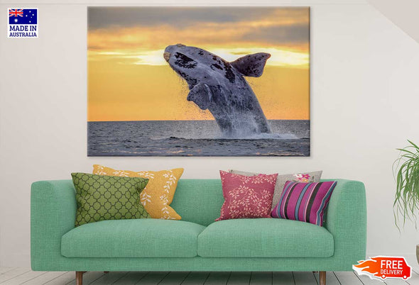 Humpback Whale Closeup Photograph Print 100% Australian Made Stretched Canvas Ready to Hang - 1252