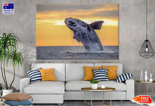 Humpback Whale Closeup Photograph Print 100% Australian Made Stretched Canvas Ready to Hang - 1252