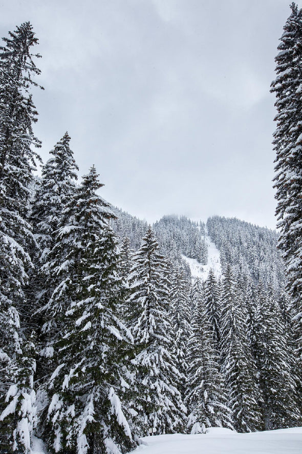 Snow Covered Pine Trees View Print 100% Australian Made Stretched Canvas Ready to Hang - 1730