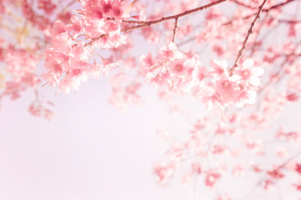 Pink Blossom Flowers Photograph Print 100% Australian Made Stretched Canvas Ready to Hang - 1601