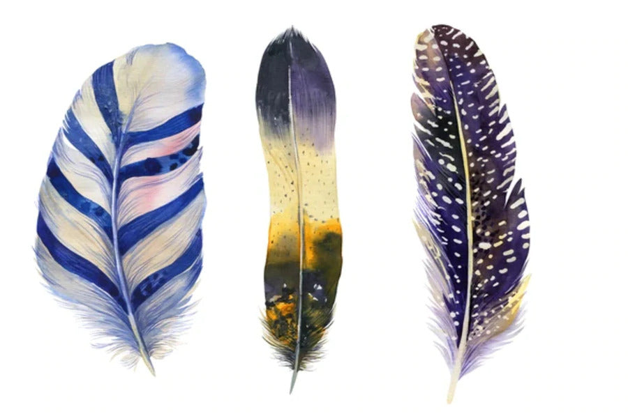 Native FeatherS Watercolor Painting Print 100% Australian Made Stretched Canvas Ready to Hang - 1933