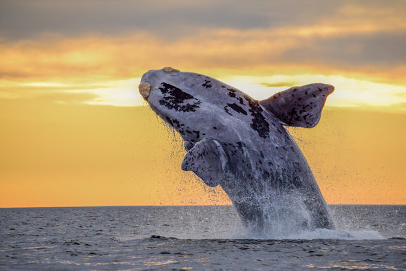 Humpback Whale Closeup Photograph Print 100% Australian Made Stretched Canvas Ready to Hang - 1252