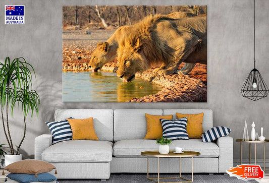 Lions Drinking Water Photograph Print 100% Australian Made Stretched Canvas Ready to Hang - 1253