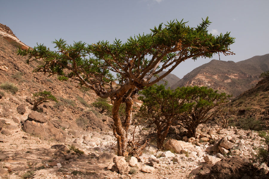 Frankincense Tree in Mountain Print 100% Australian Made Stretched Canvas Ready to Hang - 1731