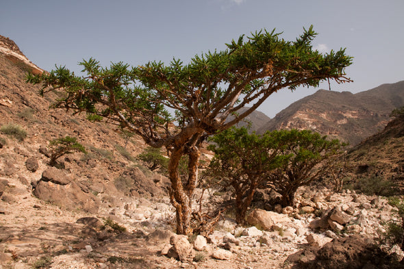 Frankincense Tree in Mountain Print 100% Australian Made Stretched Canvas Ready to Hang - 1731