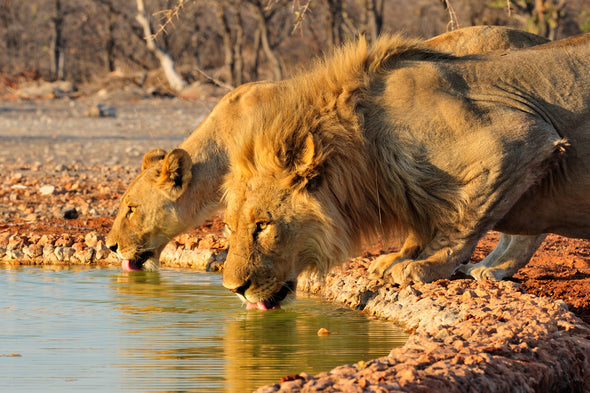 Lions Drinking Water Photograph Print 100% Australian Made Stretched Canvas Ready to Hang - 1253