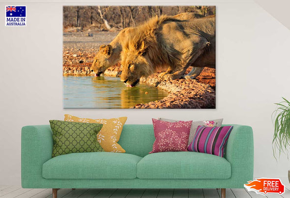 Lions Drinking Water Photograph Print 100% Australian Made Stretched Canvas Ready to Hang - 1253