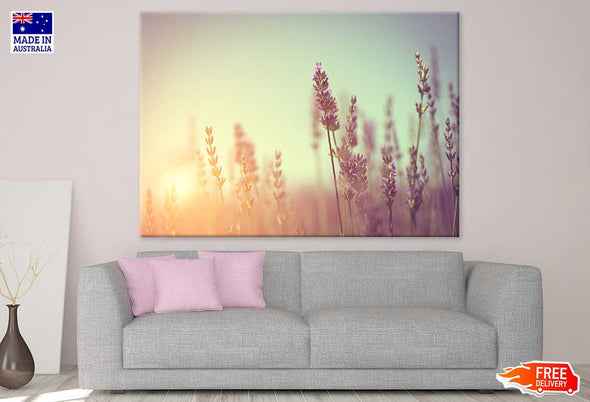 Lavender Flower Sunset Photograph Print 100% Australian Made Stretched Canvas Ready to Hang - 1602