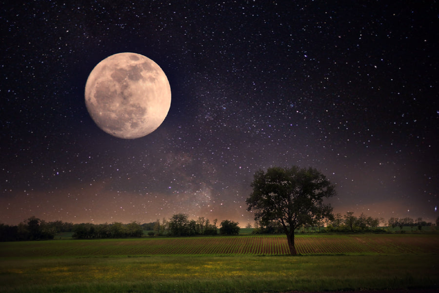 Lonely Tree & Night Moon View Print 100% Australian Made Stretched Canvas Ready to Hang - 1732