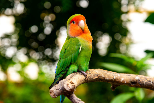 Green Parrot & Orange Face View Print 100% Australian Made Stretched Canvas Ready to Hang - 1254