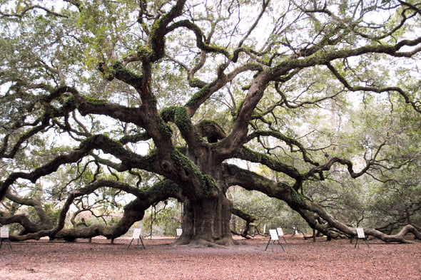 Angel Oak Tree Photograph in US Print 100% Australian Made Stretched Canvas Ready to Hang - 1733