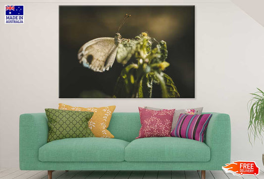 Little Brown Butterfly Photograph Print 100% Australian Made Stretched Canvas Ready to Hang - 1255