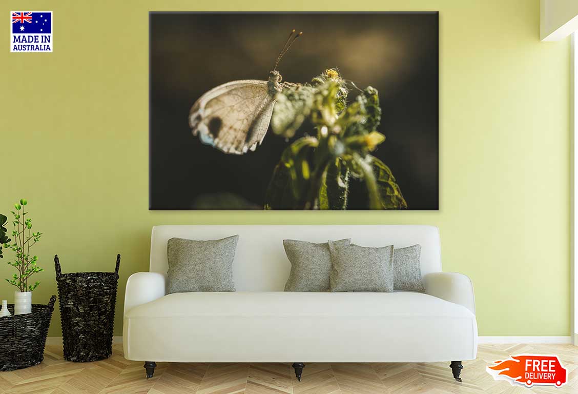 Little Brown Butterfly Photograph Print 100% Australian Made Stretched Canvas Ready to Hang - 1255