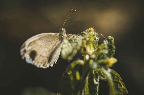 Little Brown Butterfly Photograph Print 100% Australian Made Stretched Canvas Ready to Hang - 1255