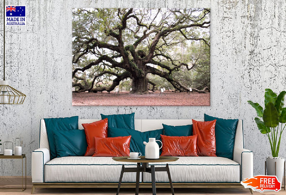 Angel Oak Tree Photograph in US Print 100% Australian Made Stretched Canvas Ready to Hang - 1733