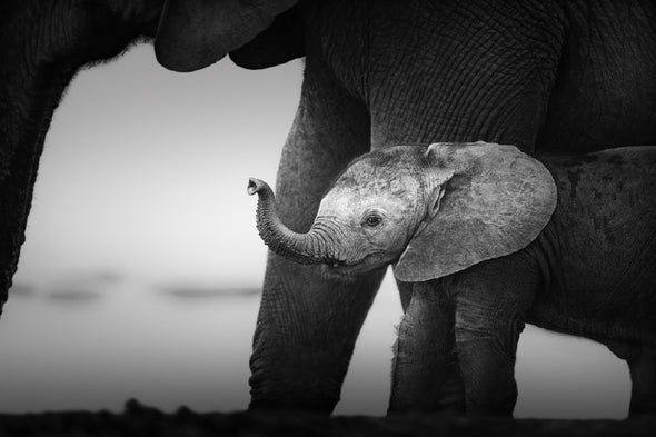 Baby Elephant Closeup Photograph Print 100% Australian Made Stretched Canvas Ready to Hang - 1256