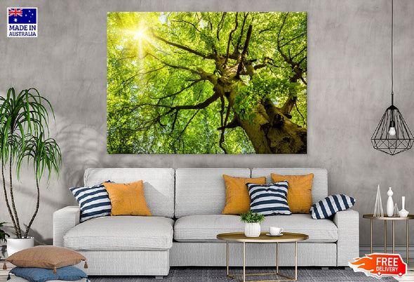 Beech Treetop Sunshine Scenery Print 100% Australian Made Stretched Canvas Ready to Hang - 1734