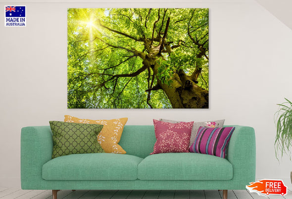 Beech Treetop Sunshine Scenery Print 100% Australian Made Stretched Canvas Ready to Hang - 1734