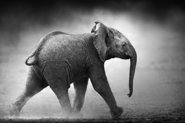 Baby Elephant B&W View Photograph Print 100% Australian Made Stretched Canvas Ready to Hang - 1257