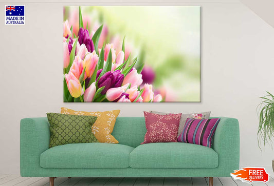 Pink & Maroon Tulip Flowers View Print 100% Australian Made Stretched Canvas Ready to Hang - 1606