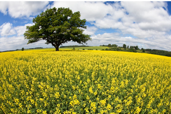 Alone Tree in Yellow Flower Field Print 100% Australian Made Stretched Canvas Ready to Hang - 1735