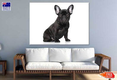 Black Dog Closeup View Photograph Print 100% Australian Made Stretched Canvas Ready to Hang - 1258