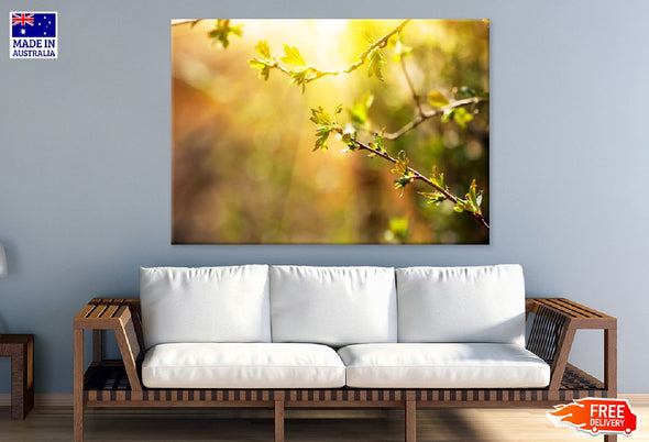 Branch with Spring Leaves Sunset  Print 100% Australian Made Stretched Canvas Ready to Hang - 1736