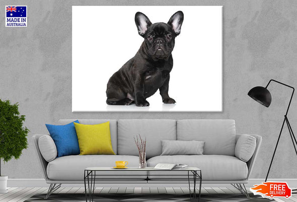 Black Dog Closeup View Photograph Print 100% Australian Made Stretched Canvas Ready to Hang - 1258