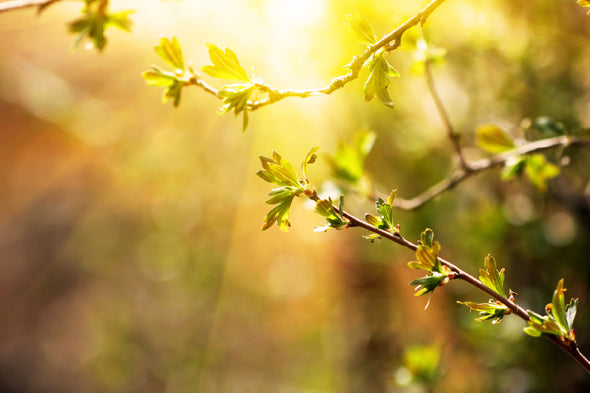 Branch with Spring Leaves Sunset  Print 100% Australian Made Stretched Canvas Ready to Hang - 1736