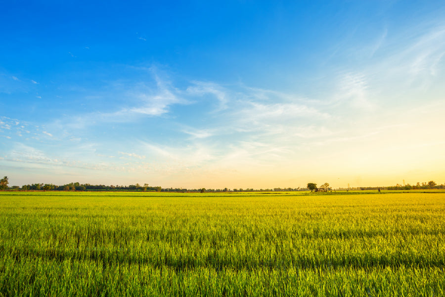 Rice Field with Blue Sky View Print 100% Australian Made Stretched Canvas Ready to Hang - 1058