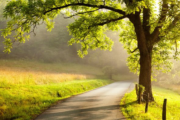 Sunlight Through Tree on a Road Print 100% Australian Made Stretched Canvas Ready to Hang - 1737