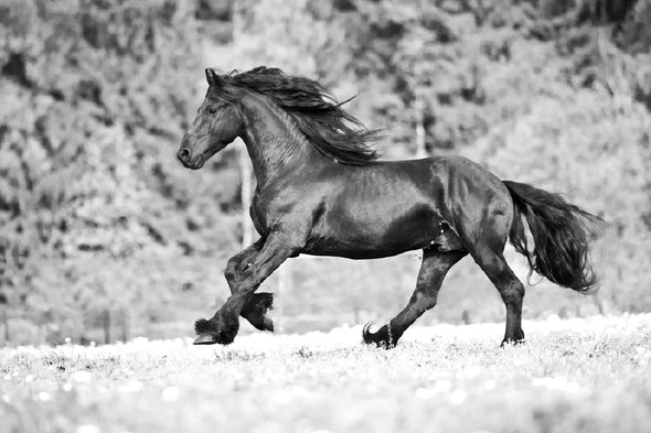 Running Horse B&W View Photograph Print 100% Australian Made Stretched Canvas Ready to Hang - 1259