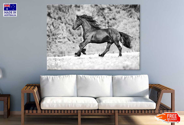 Running Horse B&W View Photograph Print 100% Australian Made Stretched Canvas Ready to Hang - 1259