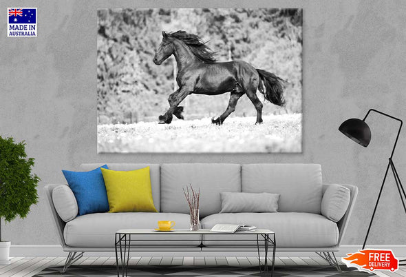 Running Horse B&W View Photograph Print 100% Australian Made Stretched Canvas Ready to Hang - 1259