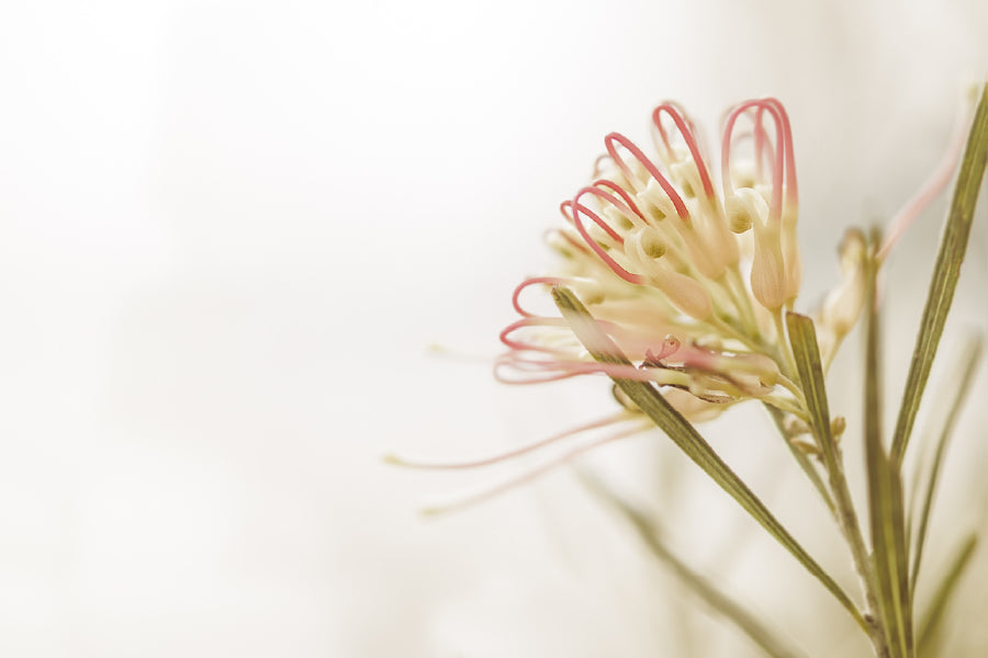 Australian Grevillea Flower View Print 100% Australian Made Stretched Canvas Ready to Hang - 1608